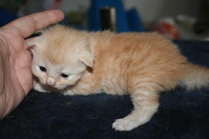 Maine Coon Creamy billede 1