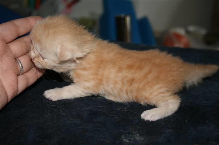Maine Coon Creamy billede 2