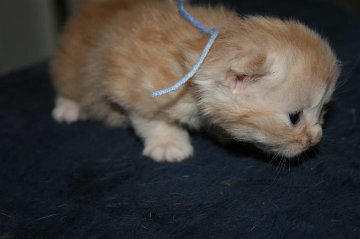 Maine Coon Creamy billede 3
