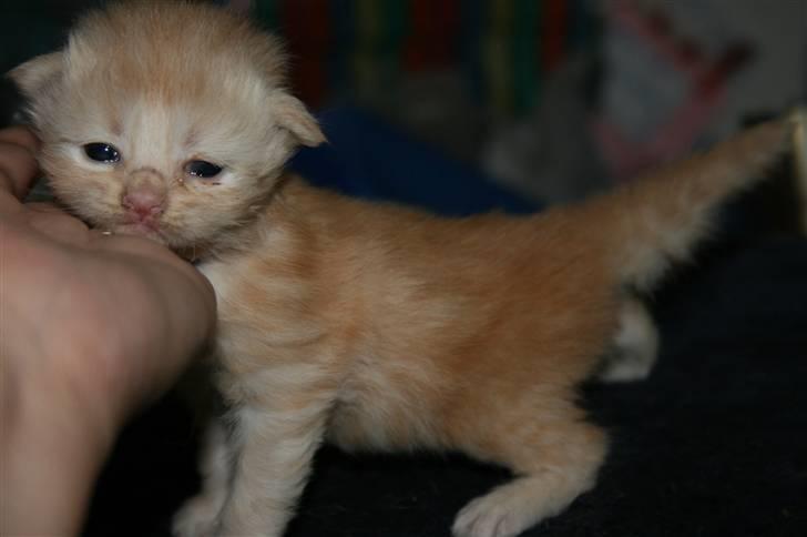 Maine Coon Creamy billede 4