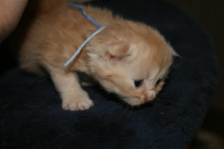 Maine Coon Creamy billede 5