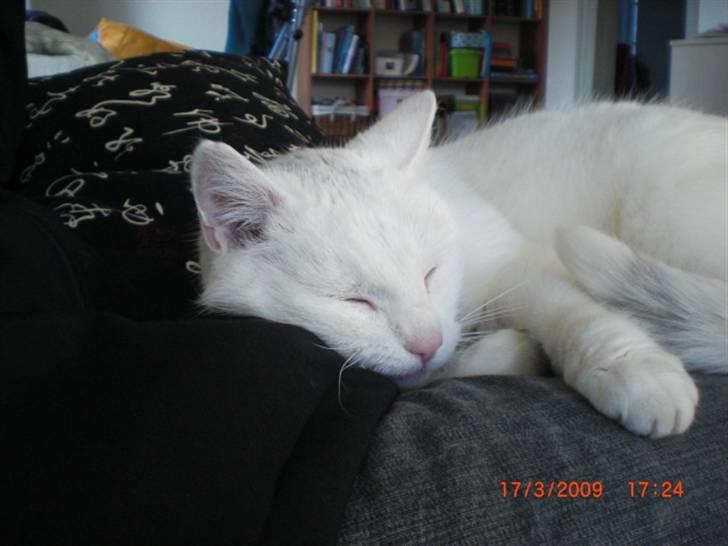 Huskat Pinky billede 7