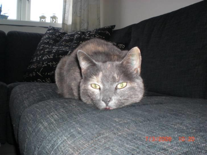 Huskat Pinky - Pinkys afdøde søster Tulle;-( billede 8