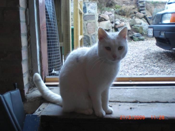 Huskat Pinky billede 9