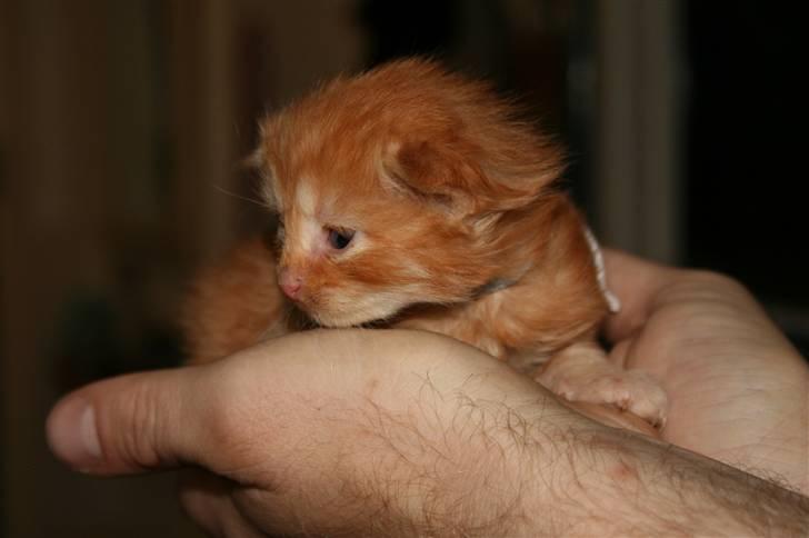 Maine Coon Tiger billede 1