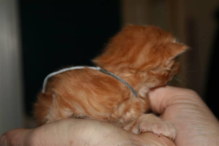 Maine Coon Tiger billede 2