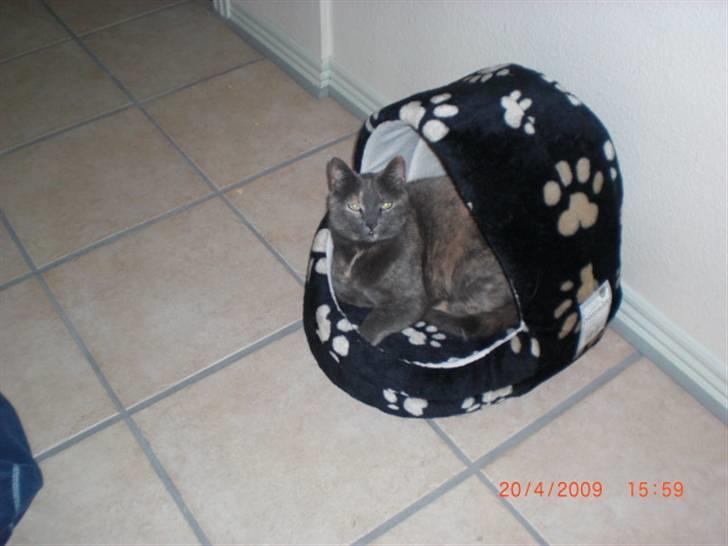 Huskat Pinky - Pinkys afdøde søster Tulle;-( billede 10