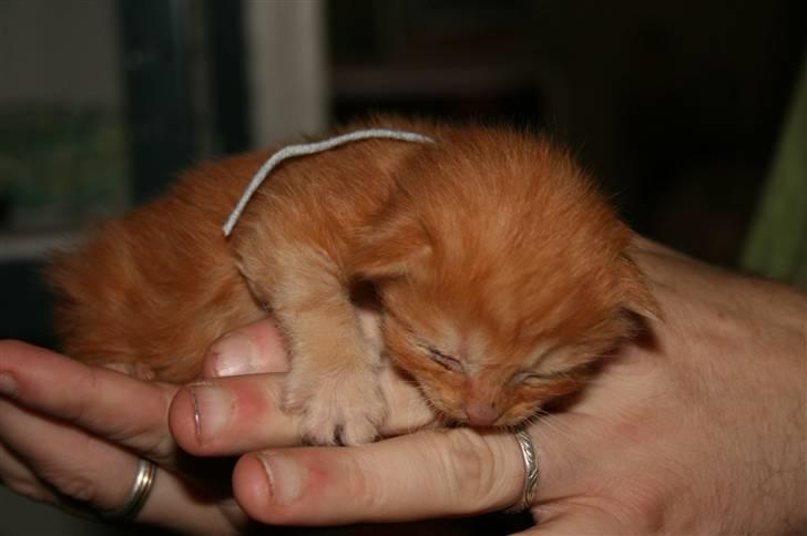 Maine Coon Tiger billede 3