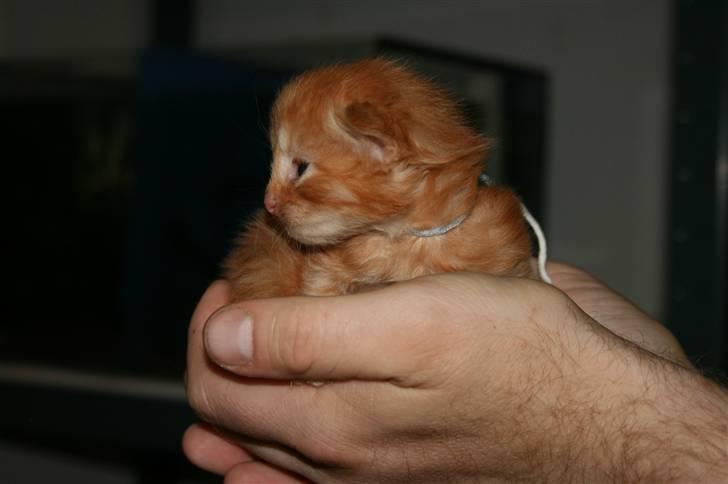 Maine Coon Tiger billede 4