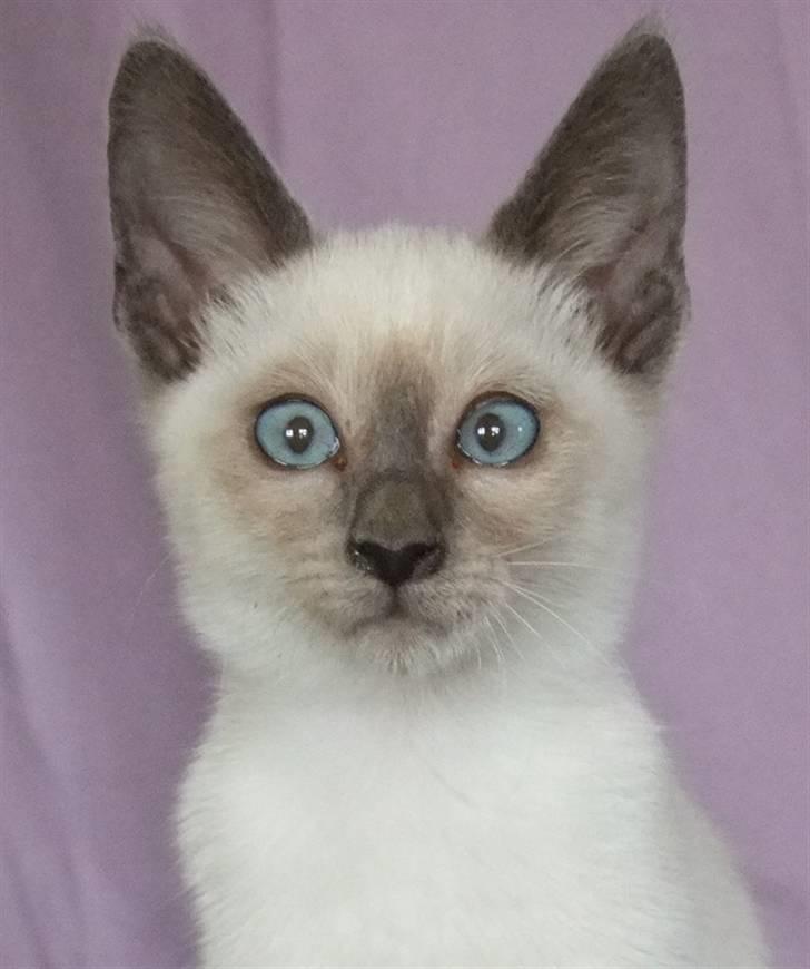 Blanding af racer sani billede 1