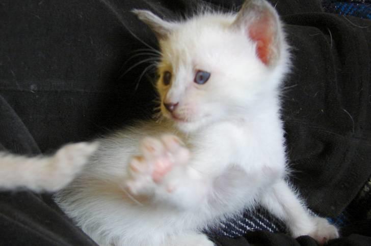 Blanding af racer sani billede 2