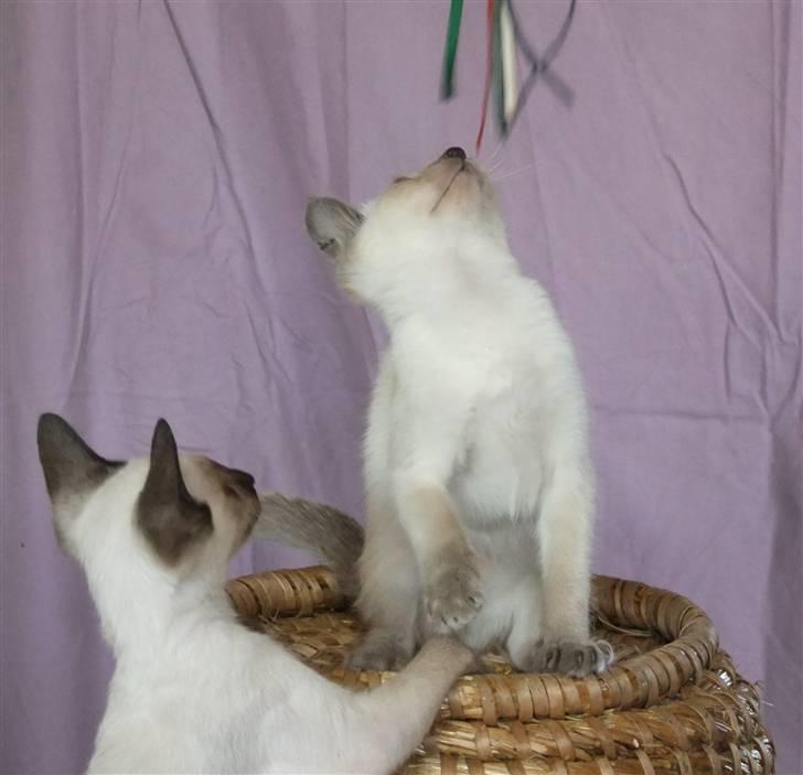 Blanding af racer sani billede 3