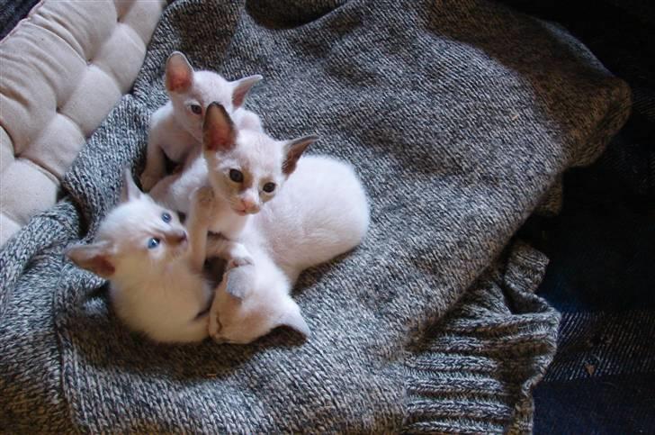 Blanding af racer sani billede 4