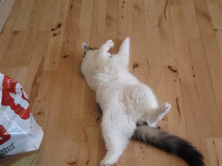 Blanding af racer Chilli  - Jeg er så træææættt hehe :p billede 20