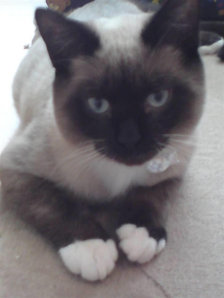 Blanding af racer Batman - Nyeste billede 11