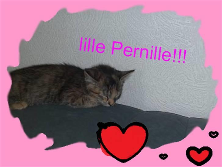 Huskat pernille<3 DØD!med gred billede 7