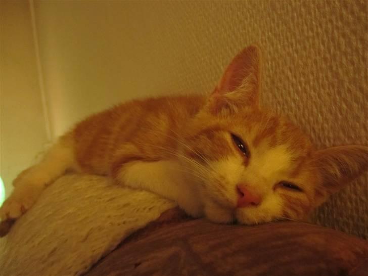 Huskat Joe billede 3