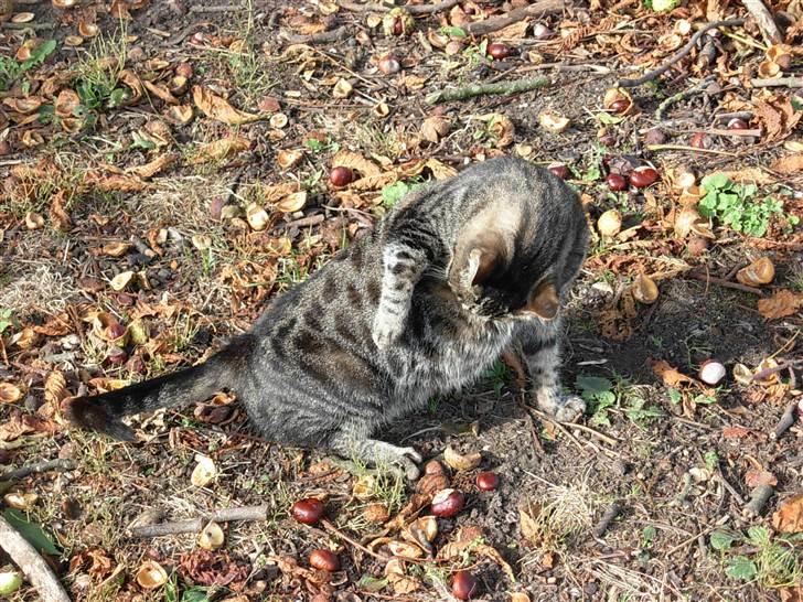 Huskat Pjock<3 R.I.P.<3 - "Vi' skabt for hinanden<3.. Derfor længtes vi efter hinanden, indtil vi ses igen<3" billede 12