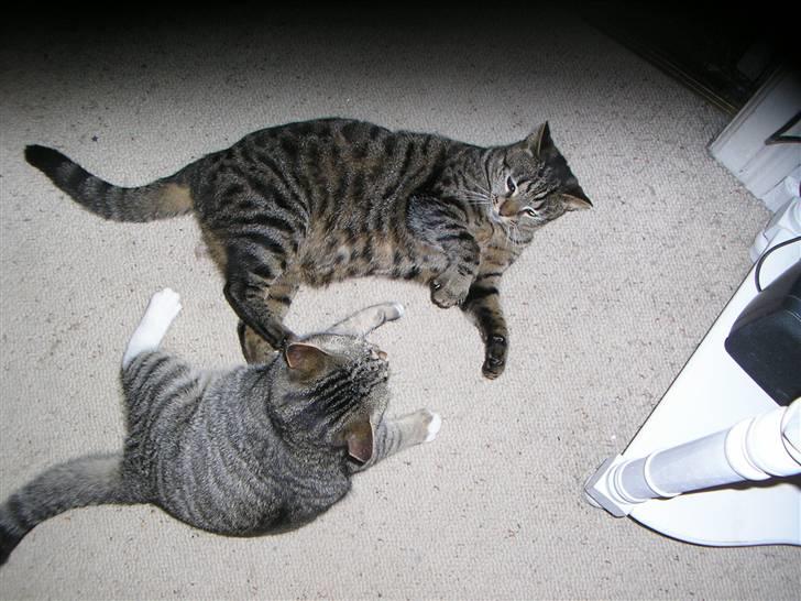 Huskat Sofus<3 R.I.P.<3 - Leger med Pjock <3 (: billede 3