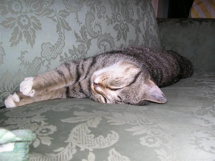 Huskat Sofus<3 R.I.P.<3 - Udmattet xD billede 4