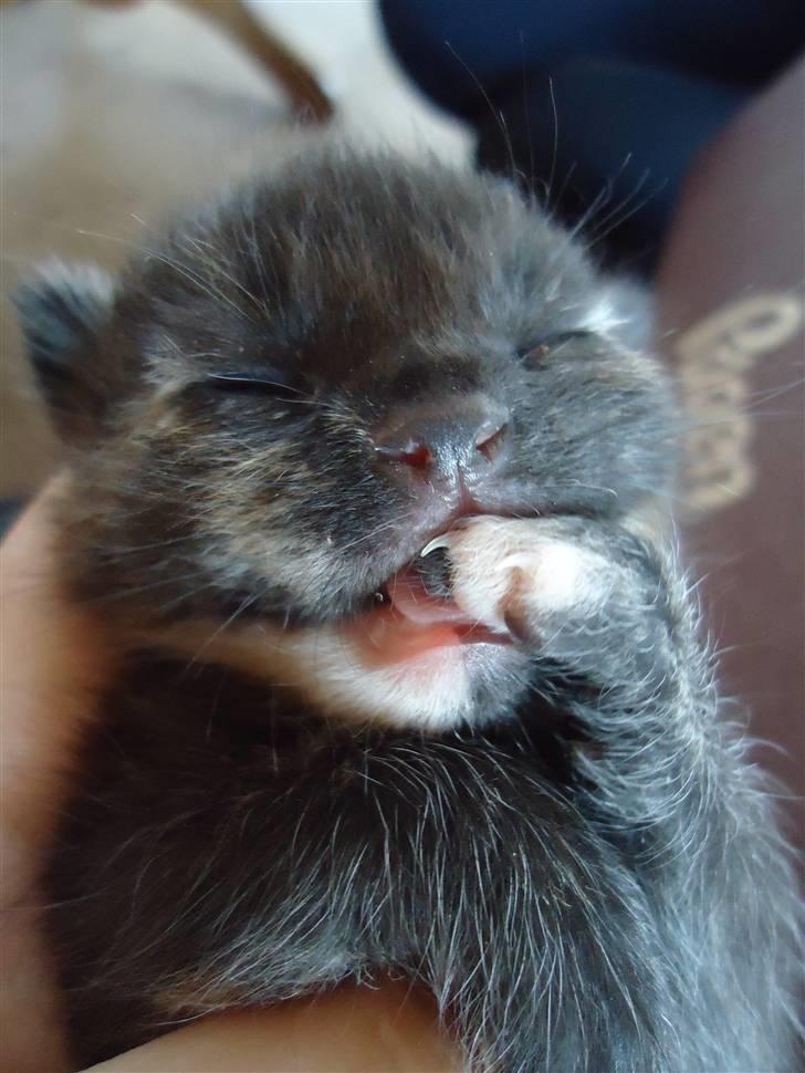Blanding af racer Minnie - Hun bidder i sin egen pote ;D billede 10