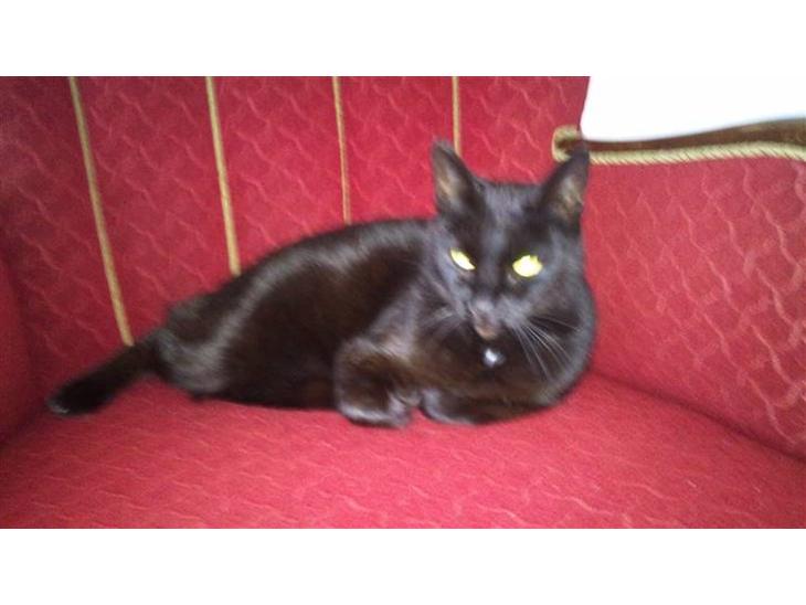 Huskat Daisy (Fars kat) - Dais i sin yndlingsbeskæftigelse. Afslapning :) billede 1
