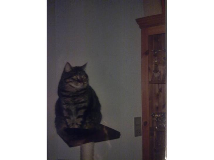 Blanding af racer Timian R.I.P. :'( billede 1