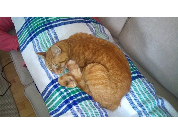 Blanding af racer Bettemus R.I.P. :'( :'( billede 1