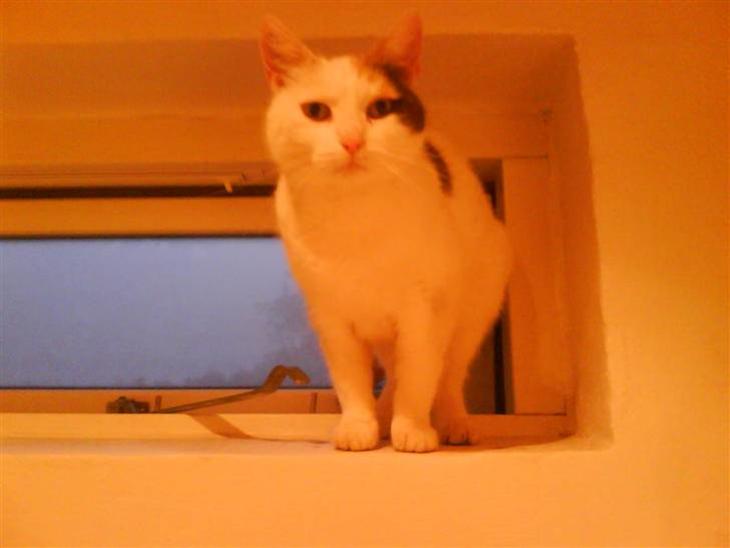 Huskat Sabrina - Velkommen til Sabrinas profil <3 billede 1