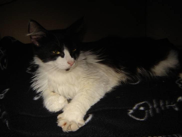 {{currentPhoto.altText}} billede {{currentPhoto.number}}