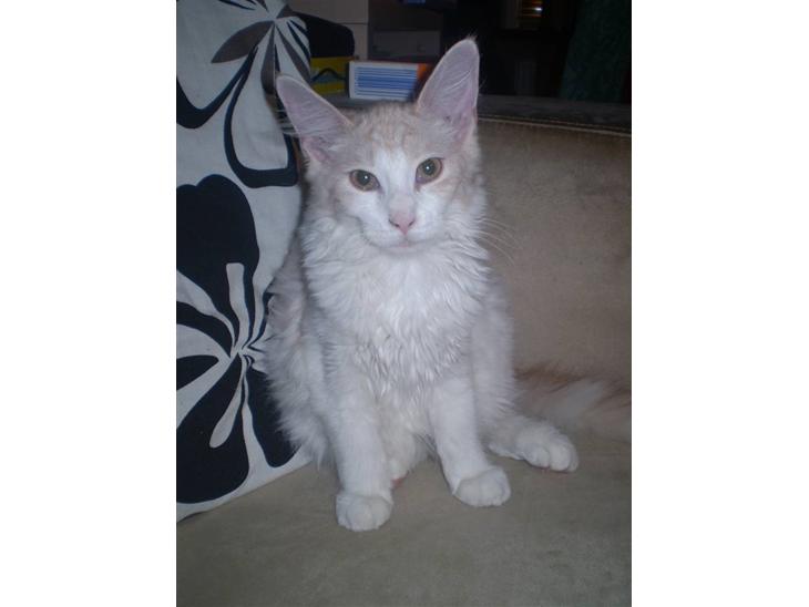Maine Coon Lykkekatte Jersey billede 1