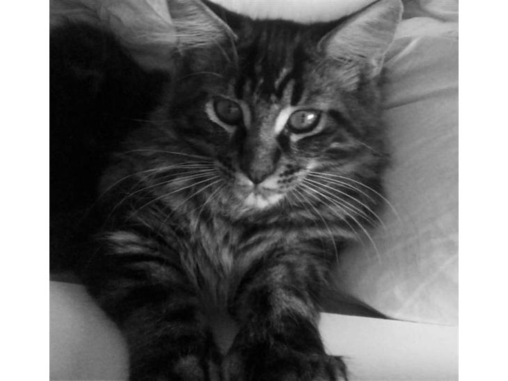 {{currentPhoto.altText}} billede {{currentPhoto.number}}