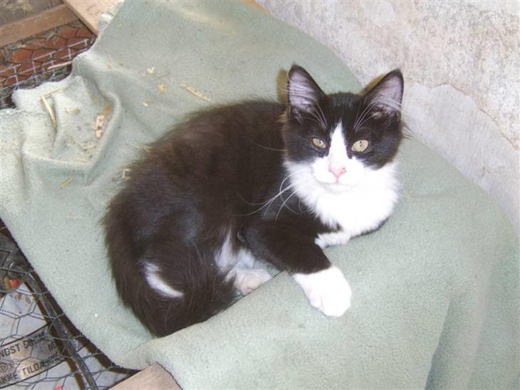 {{currentPhoto.altText}} billede {{currentPhoto.number}}