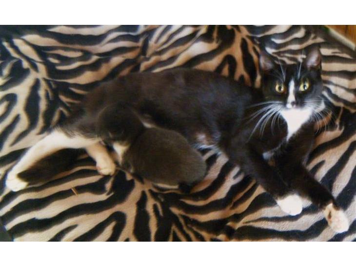 {{currentPhoto.altText}} billede {{currentPhoto.number}}