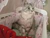 Maine Coon Zara