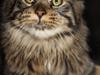 Maine Coon Hans-Christian