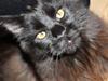 Maine Coon Martha