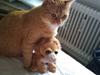 Huskat Garfield