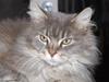 Maine Coon Naomi