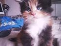 Maine Coon Nala R.I.P min skat<3