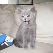 British Shorthair olfert
