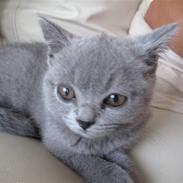 British Shorthair olfert
