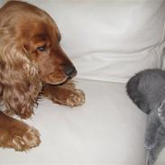 British Shorthair olfert