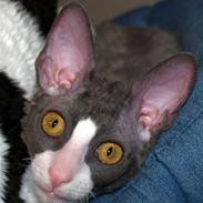 Cornish Rex Yeoman Knight of Kandinsk