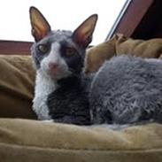 Cornish Rex Yeoman Knight of Kandinsk