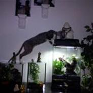 Cornish Rex Yeoman Knight of Kandinsk