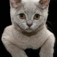 British Shorthair Aslan