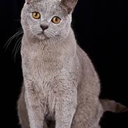 British Shorthair Aslan