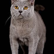 British Shorthair Aslan