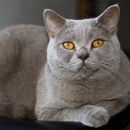 British Shorthair Aslan